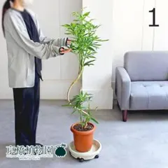 直接お引取□シェフレラ・アンガスティフォリア観葉植物/180cm