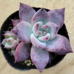 2025年最新】リンゼアナの人気アイテム - メルカリ