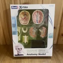 Revell X-ray Cranial Nerve Skullのサムネイル