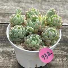 SALE❗️732多肉植物　エケベリア　ピンクローサ　カット苗　寄せ植え❣️