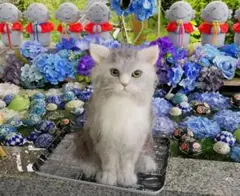 Item thumbnail for item 5520e0ec-85d1-4312-ab94-343a02fb2468