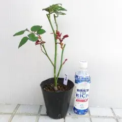 2025年最新】切花品種 バラ苗の人気アイテム - メルカリ