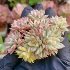 コタママ様 リクエスト 2点 まとめ商品