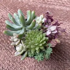 エケベリア セダムカット苗 抜き苗 おまとめセット 61