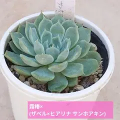 霜椿×(ザベル×ヒアリナ サンホアキン)