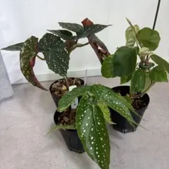 【お盆セール】香る芳香性ベゴニア　3点セットのサムネイル
