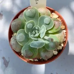 ★エルフィン★*゜様 リクエスト 2点 まとめ商品