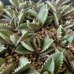 2026年最新】アガベ子株の人気アイテム - メルカリ