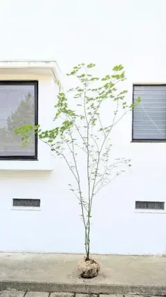 極上の山採り鉢植え。山採りコハウチワカエデ。 - メルカリ