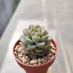 2026年最新】つぶつぶ ざらめの人気アイテム - メルカリ