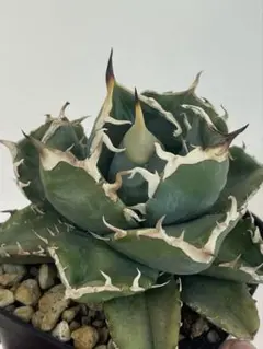 阿修羅A1/PLANET ROCK PLANTS 阿修羅A1/PLANET ROCK PLANTS - メルカリ