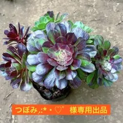 アエオニウム　小苗24苗　13種セット9300【メルカリ便代金込】 アエオニウム 抜き苗24苗13種9300【メルカリ便代金込】 - メルカリ