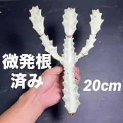 ユーフォルビア ホワイトゴースト カット苗 発根管理済み 大株由来 No.85のサムネイル