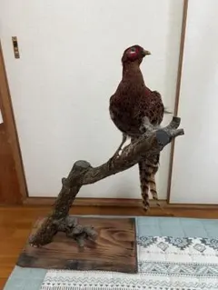 山鳥　剥製 ヤマドリ 山鳥 剥製 昭和レトロ - メルカリ