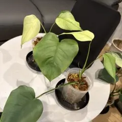 61 モンステラ デリシオーサ イエロームーン 花宇宙クンゾウ社長命名