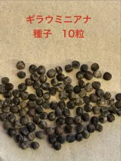 2025年最新】ギラウミニアナ種子の人気アイテム - メルカリ