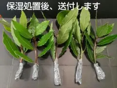 プルメリア 挿し木用 枝 2本組 ⑧ - メルカリ