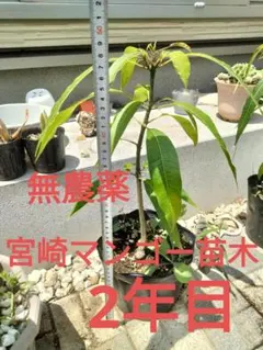 紅象牙マンゴー 接木苗 選抜種【雪姫】 - メルカリ