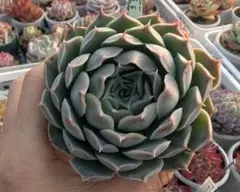 だいだい様 リクエスト 2点 まとめ商品