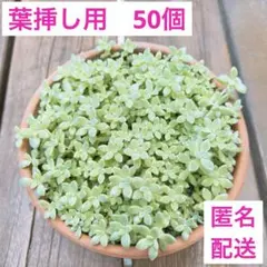 多肉植物【ミウル】グラプトセダム ポットごと or 抜き苗 6㎝ポット