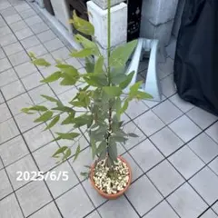 ユーカリ 希少 苗