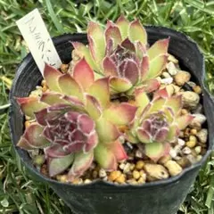 センペルビウム ジュエルケース 抜き苗 - メルカリ