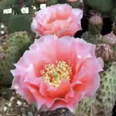 輸入苗 opuntia camanchica オプンチア サボテン 多肉植物 - メルカリ