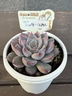 2026年最新】ファームパルクさん苗の人気アイテム - メルカリ