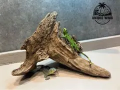 天然流木　爬虫類　両生類　アクアリウム　インテリア　煮沸済　【254】のサムネイル