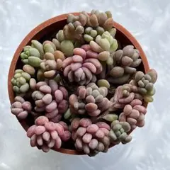 2026年最新】セダム パープルヘイズの人気アイテム - メルカリ