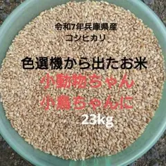 令和7年度 京都府産 コシヒカリ自家生産 説明欄必読 精米済み - メルカリ