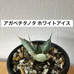 2026年最新】アガベチタノタ 子株の人気アイテム - メルカリ