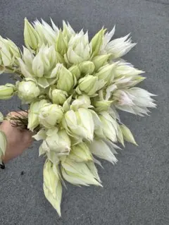 Misayoutaro様 リクエスト 4点 まとめ商品