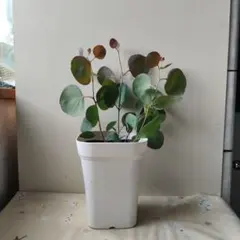 ゅん。✩様 リクエスト 2点 まとめ商品