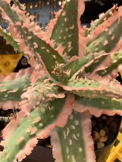 アロエ　TCTハイブリッド　ライオンクイーン　赤札　カキコ　G5 アロエ TCTハイブリッド ライオンクイーン 赤札 カキコ G5 アロエ TCT