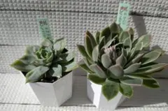 2026年最新】miya苗の人気アイテム - メルカリ