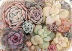 多肉植物　韓国苗　カラフル　寄植え詰め合わせセット#1319