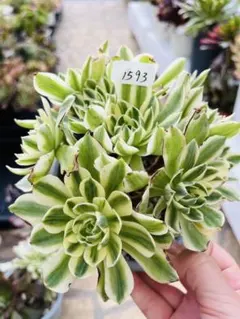 2026年最新】アエオニウム群生の人気アイテム - メルカリ