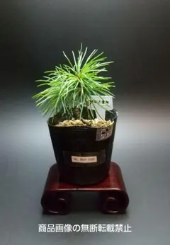 2025年最新】那須五葉松の人気アイテム - メルカリ