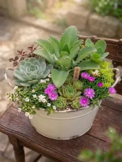 宿根(ᵔᴥᵔ)挿し穂　寄せ植えにも♡ほったらかし♡グランドカバー 宿根(ᵔᴥᵔ)挿し穂 寄せ植えにも♡ほったらかし♡グランドカバー