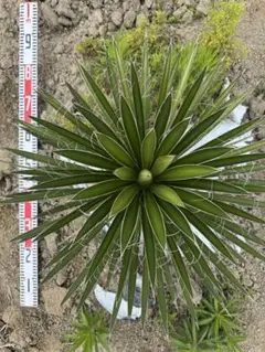 ユッカ ペリクローサ ドライガーデン 地植え ロストラータ - メルカリ