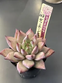 ミックスベリア 札付き おらいさん苗 蛙の音 - メルカリ