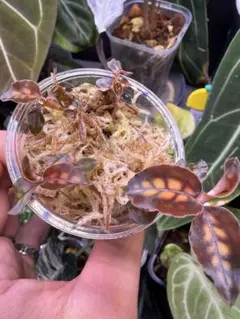 Cystorchis sp. Papua Red シストーチス パプア レッド - メルカリ