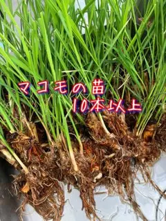 2026年最新】マコモ 苗の人気アイテム - メルカリ