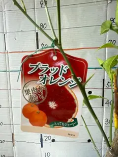 ひい様 リクエスト 2点 まとめ商品