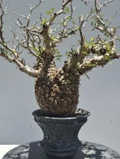 オペルクリカリア パキプス 塊根植物 コーデックスのサムネイル