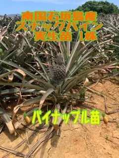 南国石垣島産 ピーチパイン実生苗 1株 植えつけて鑑賞しながら収穫を待つだけ♡ 南国石垣島産 ピーチパイン実生苗 1株 植えつけて鑑賞しながら収穫を