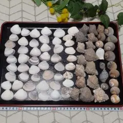 3～5cmの天然貝殻
