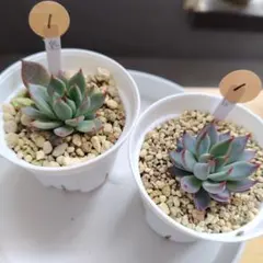 ㊸大きめ苗! 青鬼❣️ちょこん❣️ブルーバニラ❣️紅手鞠❣️発根済 メルカリ便込 ㊸大きめ苗! 青鬼❣️ちょこん❣️ブルーバニラ❣️紅手鞠❣️発