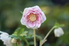 たんたんBwg026様専用 クリスマスローズ 小苗 セット - メルカリ